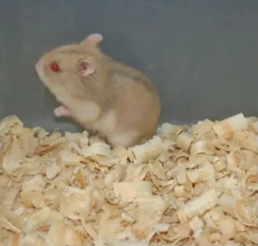 hamster anão russo 