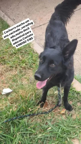 Cachorrinho macho SRD 