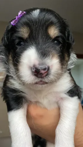 Border collie