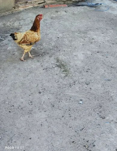 GALINHA CAIPIRA 