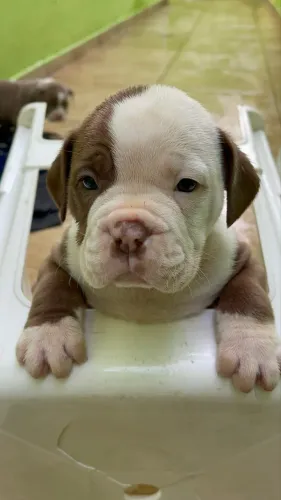 Filhotes Cachorro 