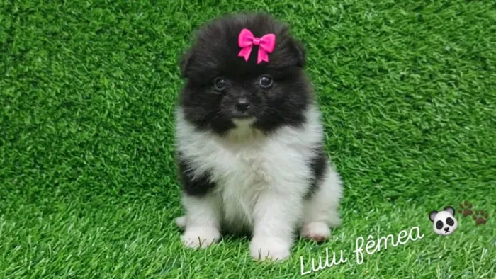 Spitz alemão/lulu da pomerania fêmea ursinha anã panda