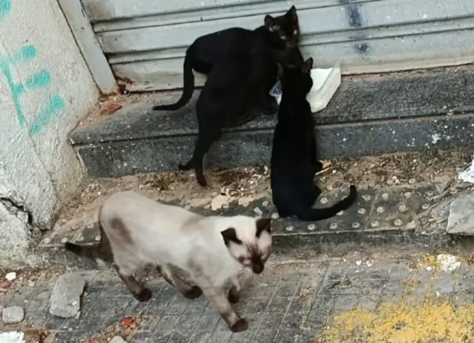 Gatos cidade alta ,urgência