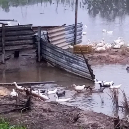 Vendo ou troco patos