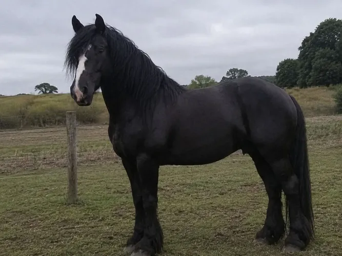 Cavalo