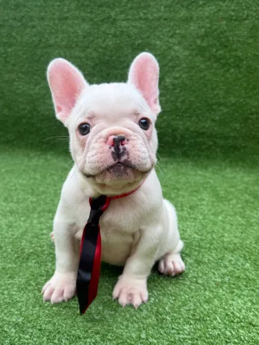 Buldogue Francês - Leia o anúncio - filhotes de Bulldog Francês