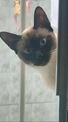 Gata siamesa adulta 