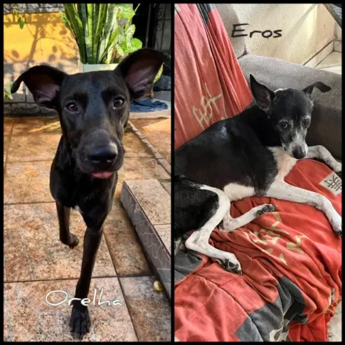 Doação de 2 cachorros devido ao falecimento de tutor