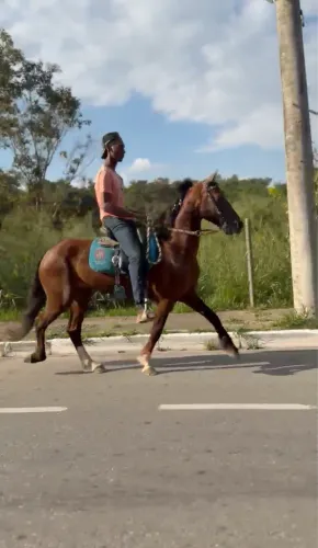 Cavalo de marcha picada