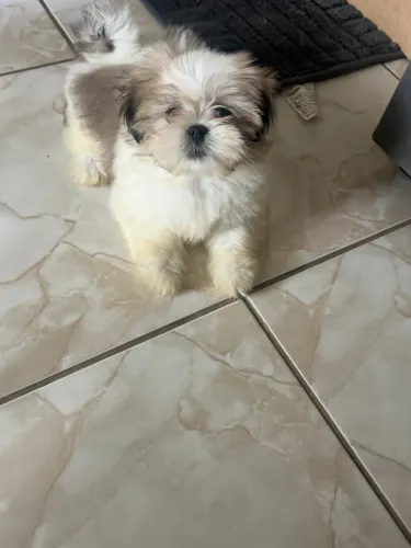 Shitzu filhote cachorro (fêmea)