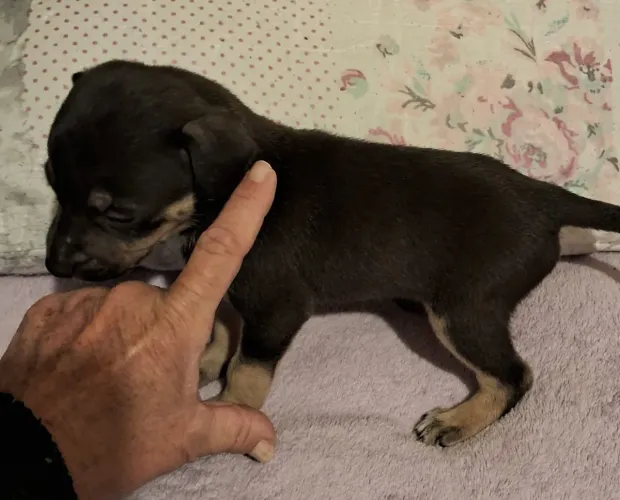 Pinscher Miniatura Macho  Pequenininho Pai Zero Mãe Um 