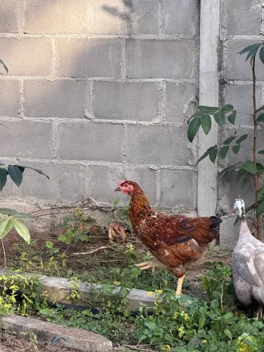 Galinha GSB