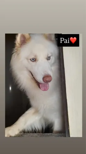 Lindo filhote da raça husky siberiano