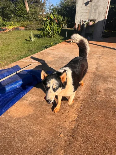Doação de cachorros