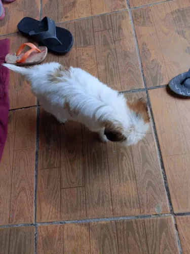 Vendo Filhote de Shih Tzu
