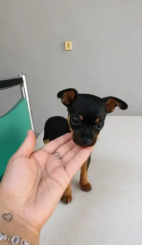 Pinscher