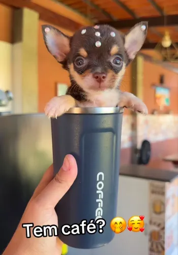 Chihuahua Femea em até 18x com kit filhote grátis