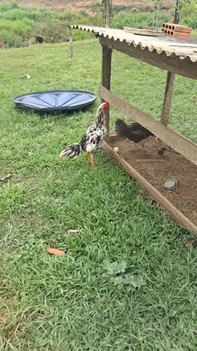 VENDO FRANGO INDIANO