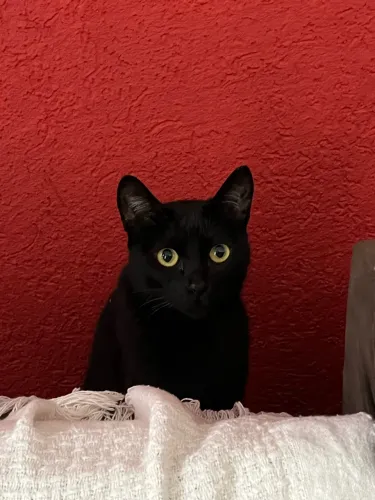Doação Gata Castrada