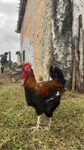 Galo GSB reprodutor