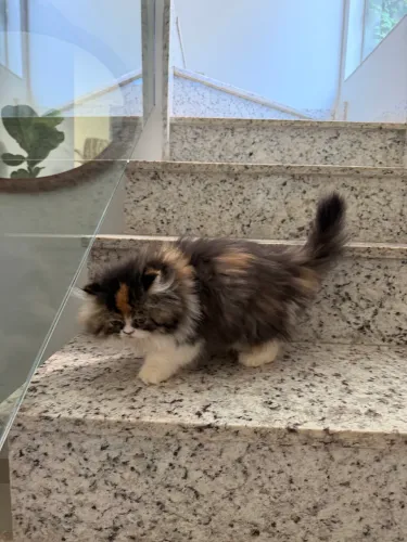 Gata persa