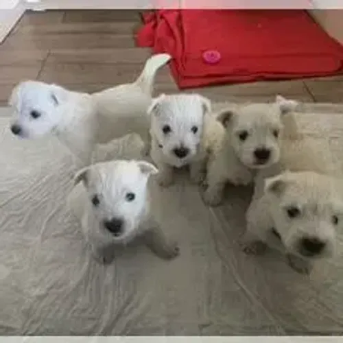 West Terrier Filhote Muito Especial