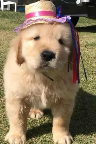 Golden retriever, toda a família vai amar ?