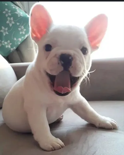 Bulldog francês filhotes 