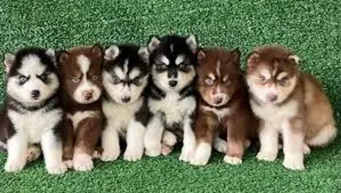 Husky Espírito livre e selvagem.