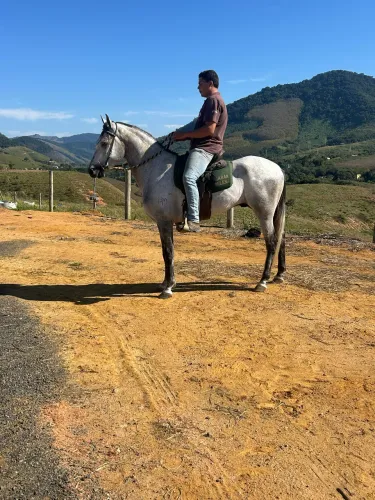 Cavalo a venda 
