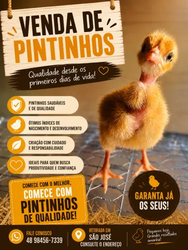 Pintinhos de galinha caipira