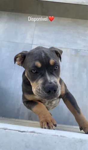 American bully