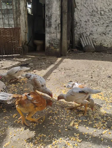 5 Franguinhos Caipira