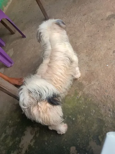 Cachorro (Macho) disponível pra venda