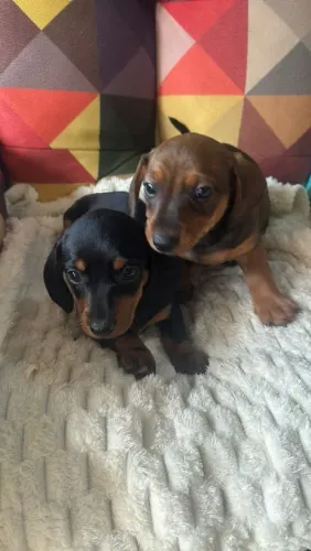 Promoção ultimos Basset dachshund salsichinha machinhos aceito cartão