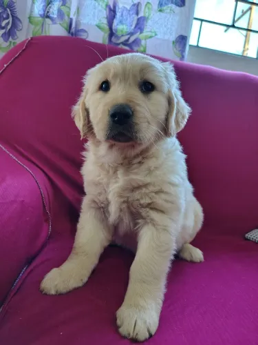Filhotes de Golden olden Retriever