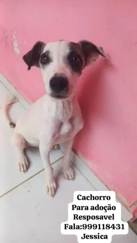 Cachorro 