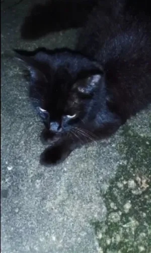 Gatinha preta a procura de um novo lar