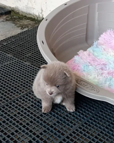 Lulu da Pomerânia Lilac