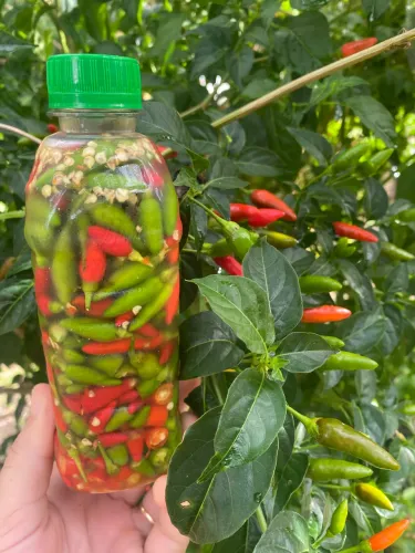 Pimenta  Malagueta em conserva 