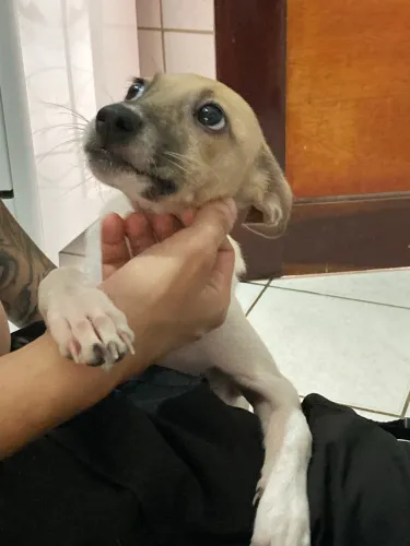 Doção responsável 