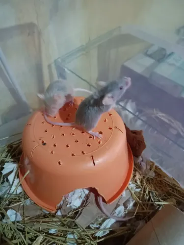 Camundongos filhotes 