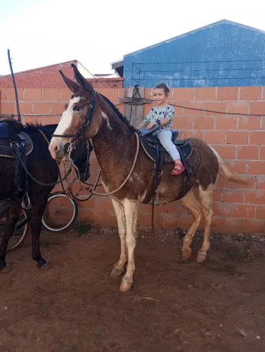 Mula de 6 anos manssa tamanho 1,51 cernelha