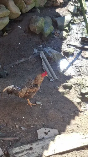Galos caipira