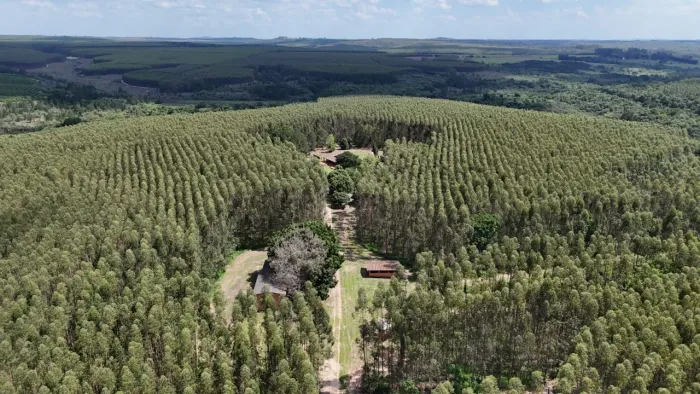 Fazenda de Eucalipto 239hec com 150 hec de eucalipto 4 anos. R$:27 milhões.