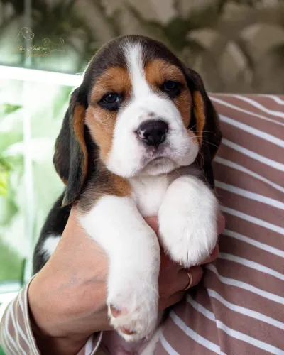 Beagle - Filhotes Disponíveis