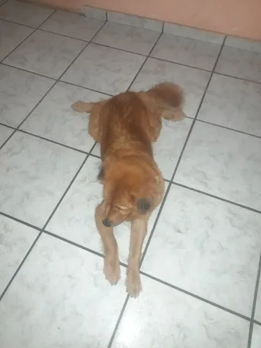 Doa-se cadela caramela chow-chow