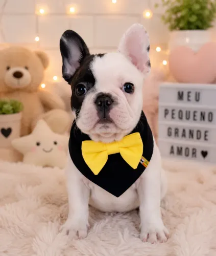 Buldogue Francês macho