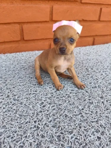 Filhotes de pinscher cheios de energia