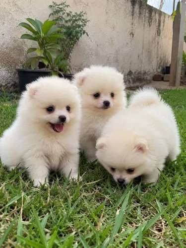Filhotes de Spitz Alemão disponíveis
